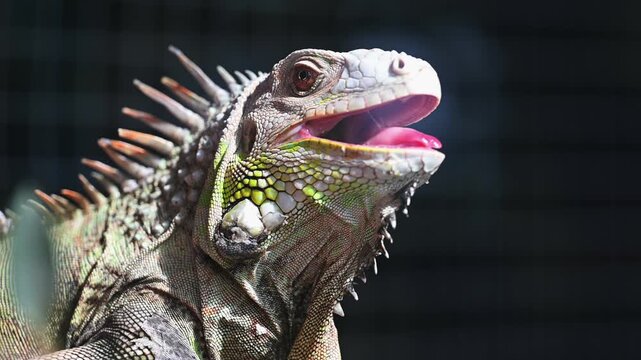 Close-up of monitor lizard with mouth open