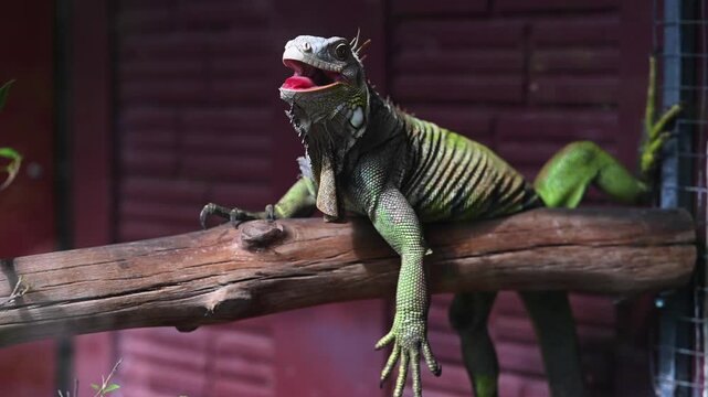 Green monitor lizard on a branch