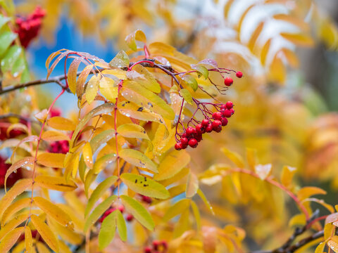 A bunch of red rowan in autumn leaves.