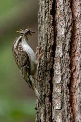 Naklejka premium Small bird with mottled brown feathers climbs rough tree bark. It carries a cluster of insects in its beak to feed its young. Wildlife in natural forest habitat.