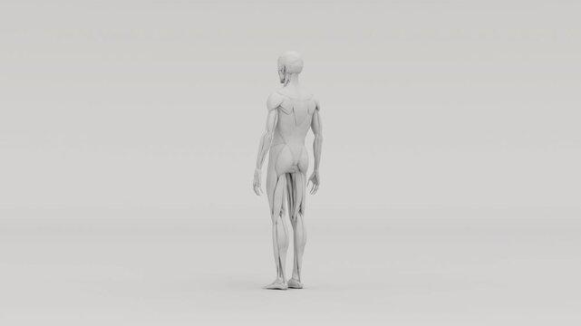 Matte Grey 3D Ecorche Skeleton with Exposed Muscles Anatomical Model - 4K 30fps 3D rotating matte grey &eacute;corch&eacute; anatomical model showing human skeleton with exposed muscles and sinews, 13 seconds, isol