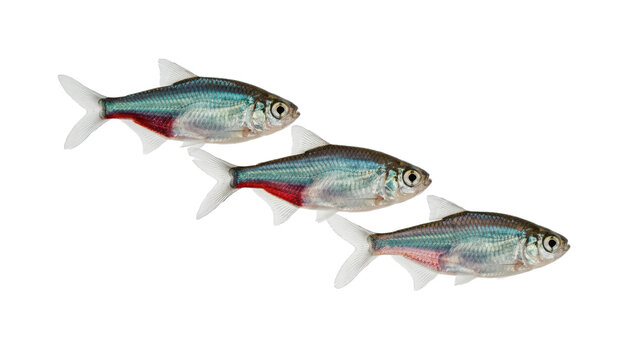 Three small neon tetra fish swimming in a diagonal line formation on a clean white background, isolated on a, transparent background