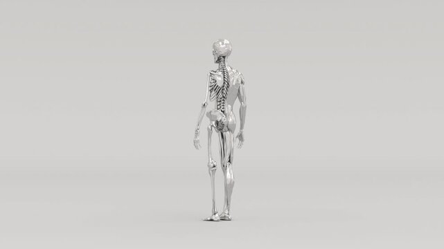 Chrome Metallic 3D Ecorche Skeleton with Exposed Muscles Anatomical Model - 4K 30fps 3D rotating chrome metallic &eacute;corch&eacute; anatomical model showing human skeleton with exposed muscles and sinews, 13 sec