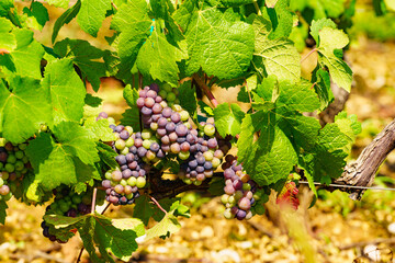 Naklejka premium Vine grapes on tree