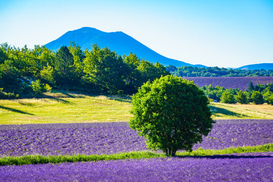 Landscape with lavender fields, Plateau Valensole, Alpes de Haute Provence in France.