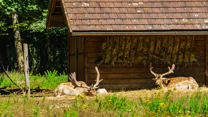 Naklejka premium Animals park with fallow deers dama dama, . Vision Park in Auberive region, France.