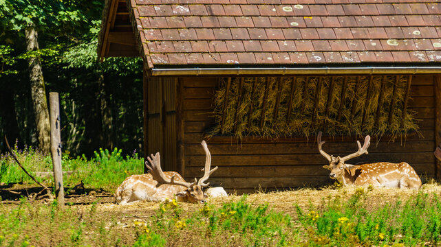 Animals park with fallow deers dama dama, . Vision Park in Auberive region, France.