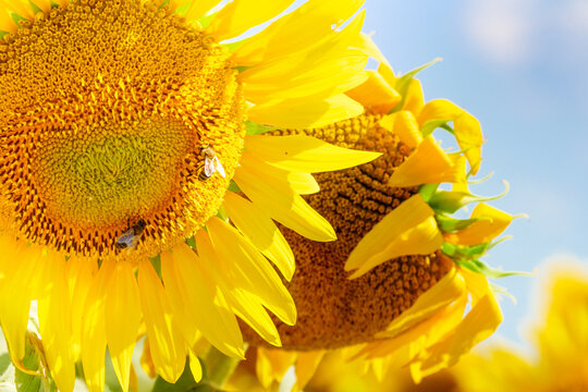 Blooming sunflower with honey bee