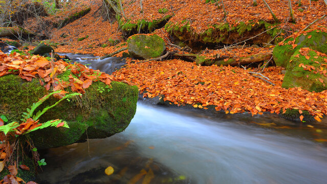 Water from a mountain stream flowing amongst the colours of the autumn foliage.