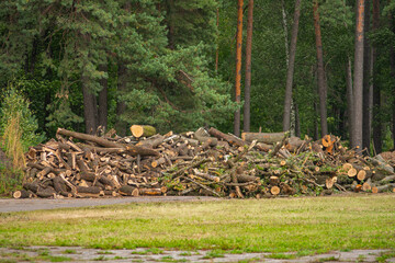 pile of cut logs in forest © Boriss
