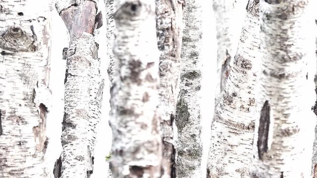 The great tit in the birch forest (Parus major)