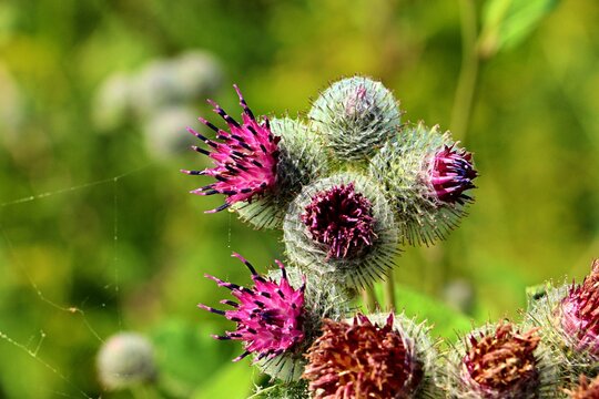 Close-up of flowering heads of Burdock, Ārctium tomentōsum