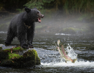 Fototapeta premium A black bear cub looks startled with an open mouth while watching a splashing salmon jump from a river stream.