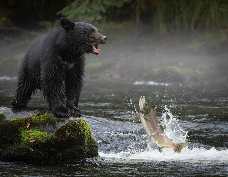 A black bear cub looks startled with an open mouth while watching a splashing salmon jump from a river stream.