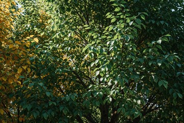 Naklejka premium Green leaves cover large tree branches in rich garden. Sunlight shines through dense foliage. Yellow autumn leaves appear on side of green plant. Natural forest background with organic textures,