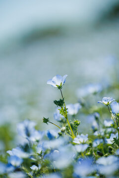 Soft focus nemophila blossoms in a sunlit flower field