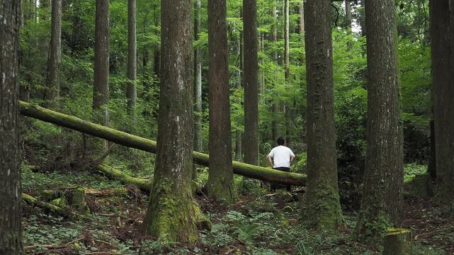 Person standing up from a fallen tree in a quiet forest in Japan