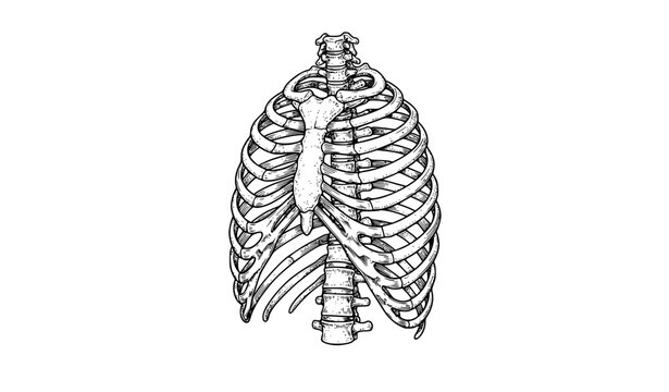Human Rib Cage Anatomical Black Line Art Vector Illustration