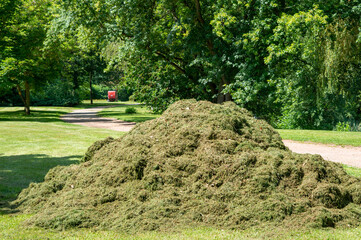 Naklejka premium Piles of Cut Grass on a Meadow in a City Park After Mowing – Urban Green Space Maintenance