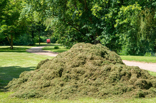 Piles of Cut Grass on a Meadow in a City Park After Mowing &ndash; Urban Green Space Maintenance