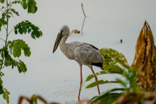 Gray heron stands in shallow water. Lush green plants surround the bird. Its long legs and beak are clearly visible. Soft lighting enhances natural tones. Bird appears calm and observant