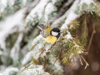 Cute bird Great tit, songbird sitting on the fir branch with snow in winter © Dmitrii Potashkin