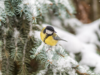 Cute bird Great tit, songbird sitting on the fir branch with snow in winter © Dmitrii Potashkin