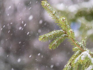 Green fir branches in winter covered with snow © Dmitrii Potashkin