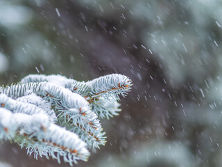 Green fir branches in winter covered with snow © Dmitrii Potashkin