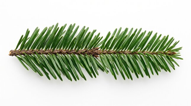 A single fresh green pine branch isolated on white for a festive minimalist christmas backround design element