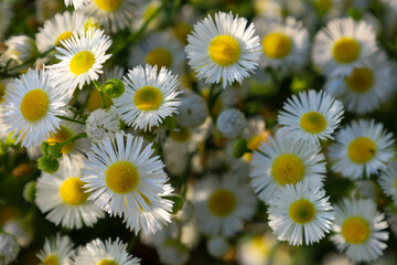 Fototapeta premium Dense white field chamomile flowers with bright yellow centers are gently illuminated by sunlight. The macro shot conveys the beauty and freshness of summer blooming in the meadow.