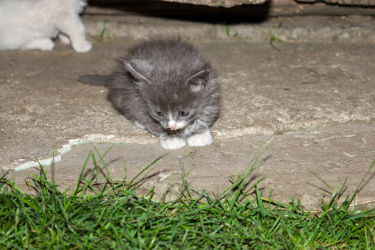 A fluffy dark gray kitten with white paws sits near a green lawn on a concrete yard. The small pet crouches down and curiously examines the ground in front of it.