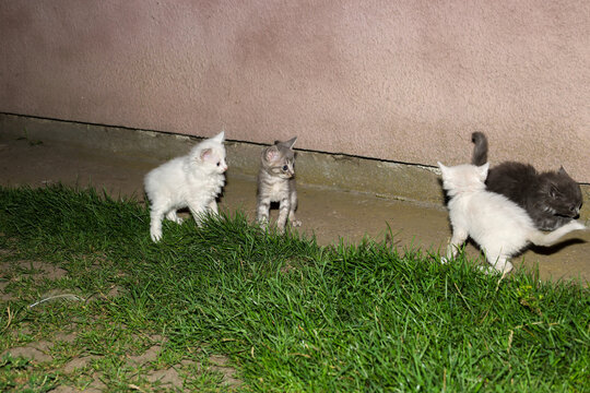 Little fluffy kittens play near a building wall on green grass during the evening. Cute domestic pets of white, gray, and dark gray colors explore the outdoors in a yard. A wonderful shot for animal, 