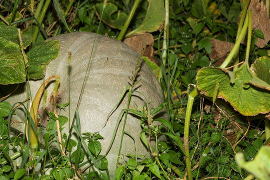 Large ripe gray pumpkin matures among dense green leaves and grass in an organic garden. Fresh natural vegetables grow in their natural environment during the autumn harvest season.