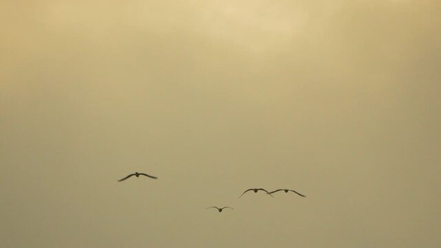 Migrating wild geese fly through a pale, hazy overcast sky during late evening. Static wide shot.