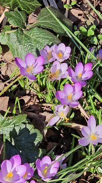 Honey bee pollinating purple crocus flowers in spring