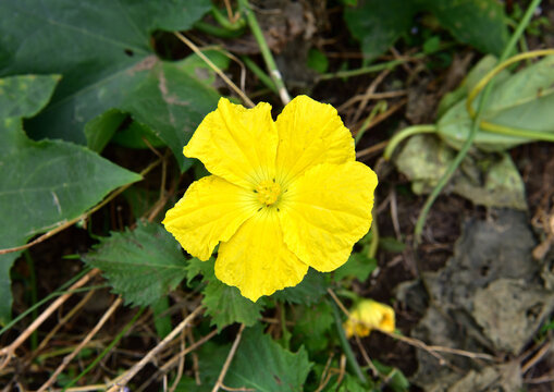ヘチマの花