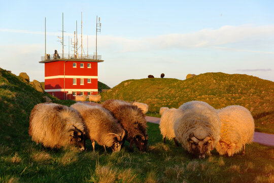 Horned sheep grazing in front of red lighthouse station building