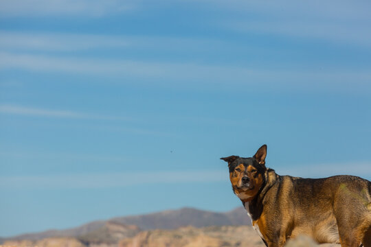 Dog