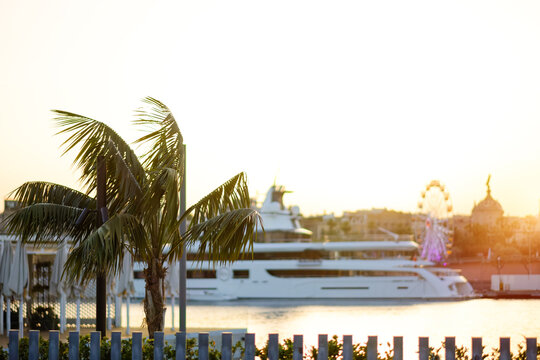 Sunset Marina View Ferris Wheel Palm Tree Silhouette Coastal Harbor