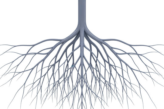 Grey branching tree root system extending downwards with intricate thin fibers and symmetrical organic structure isolated on a transparent background