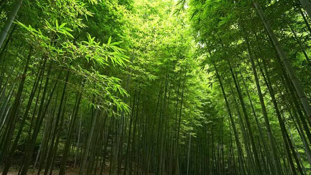 Lush green bamboo forest with sunlight filtering through leaves. Serene bamboo grove landscape. Tropical bamboo stalks in a dense zen garden.