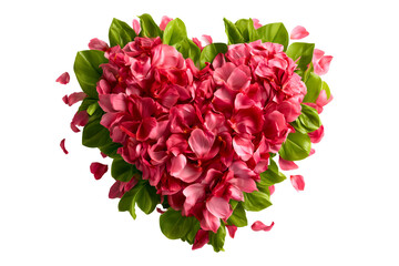 Obraz premium Pink cymbidium orchid flowers and green leaves arranged in heart shape with blooms green foliage isolated on a transparent background