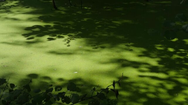 Tree shadows moving on duckweed covered pond