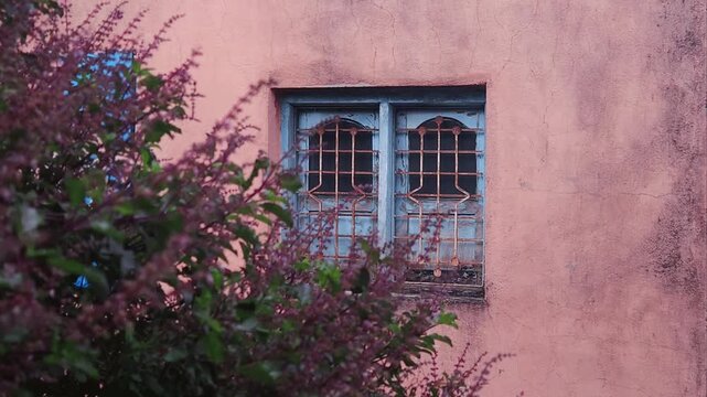 Old Blue Wooden Window with rusty iron grills set into a textured peach wall, partially obscured by a sacred tulsi plant bush, evoking traditional Indian rural life and architectural beauty.
