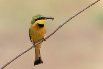 Obraz premium Little bee-eater (merops pusillus) hunting in Kruger national park in South Africa 