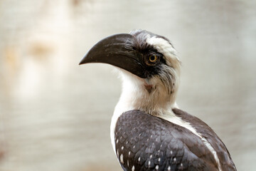 Von der decken's hornbill looking left in profile © Digito  Pitoresco