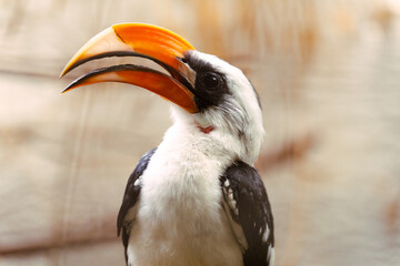 Von der decken's hornbill showing distinctive orange beak © Digito  Pitoresco