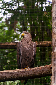 White-tailed eagle perching inside a zoo enclosure