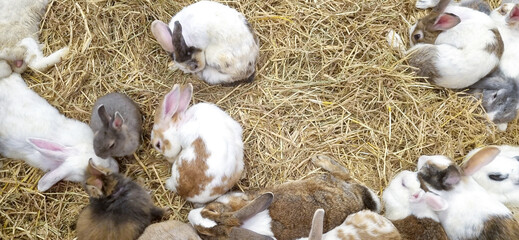 A group of fluffy rabbits of different breeds and colors resting comfortably on a dry hay bed. View from above of many domestic bunnies huddling together in a barn or farm environment. © sirawut